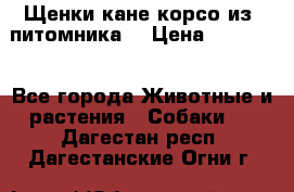 Щенки кане корсо из  питомника! › Цена ­ 65 000 - Все города Животные и растения » Собаки   . Дагестан респ.,Дагестанские Огни г.